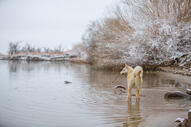 Der Hund am Fluss