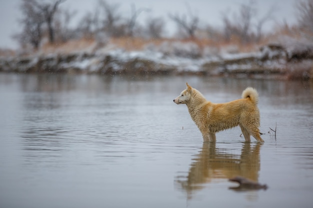 Der Hund am Fluss