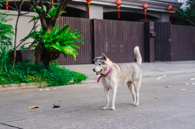 Der Hund, der auf der Straße vor Haus steht