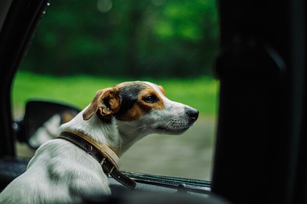 Der Hund fährt im Auto mit