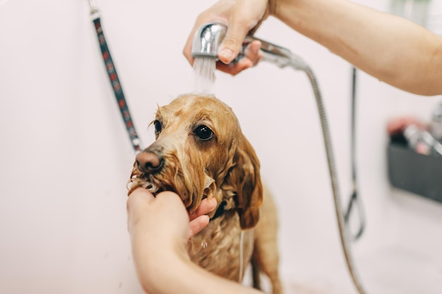 Der Hund freut sich, sich um Freunde der Familie zu kümmern