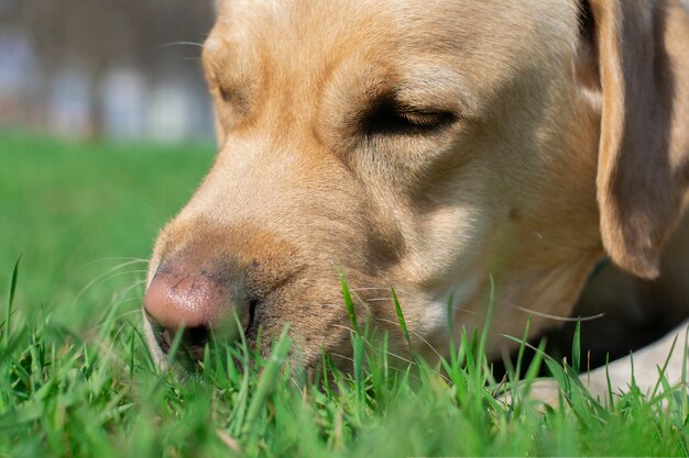 Der Hund frisst frisches Gras reinigt den Darm.