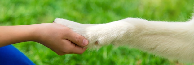 Der Hund gibt einem Mann eine Pfote Selektiver Fokus