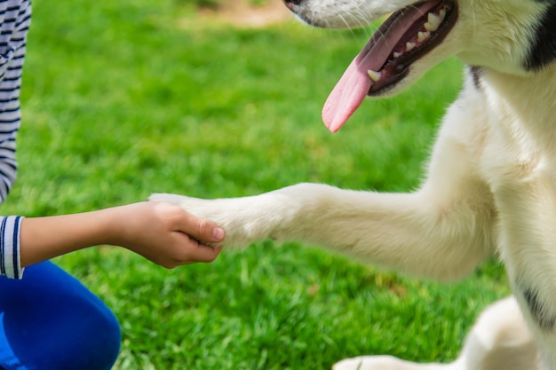 Der Hund gibt einem Mann eine Pfote Selektiver Fokus