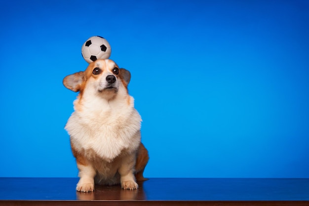 Der Hund hält den Ball auf seinem Kopf