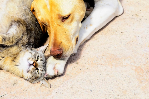 Der Hund heißt Haushund oder Dose