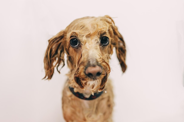 Der Hund ist beim Baden sehr aufgeregt