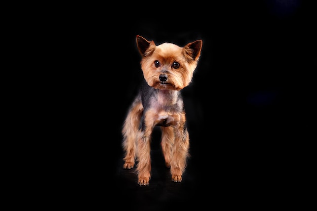 Der Hund ist ein Yorkshire-Terrier mit kurzgeschnittenem Fell für den Alltag, isoliert auf schwarzem Studiofoto