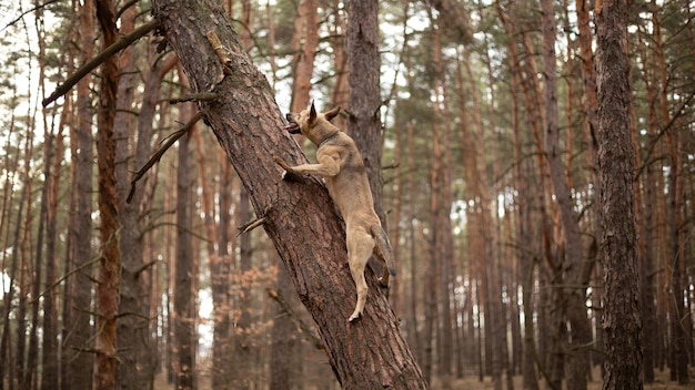 Der Hund kletterte auf einen Baum, um einen Stock zu holen.