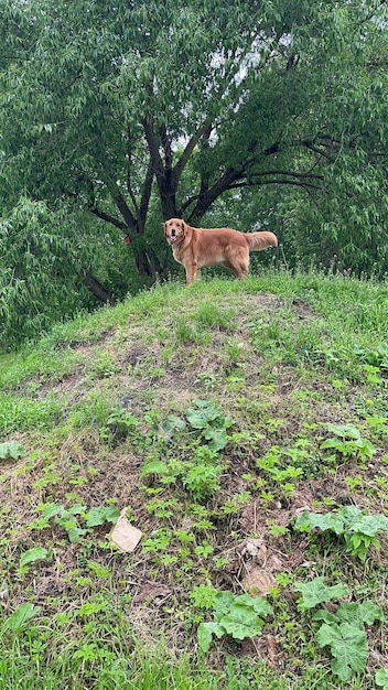 Foto der hund kletterte auf einen hohen zolm und sieht alle an, als wären sie plebejer