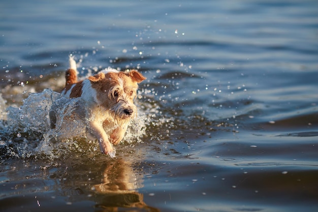Der Hund läuft auf dem Wasser. Nasser Drahthaar-Jack-Russell-Terrier am Meeresufer. Sonnenuntergang