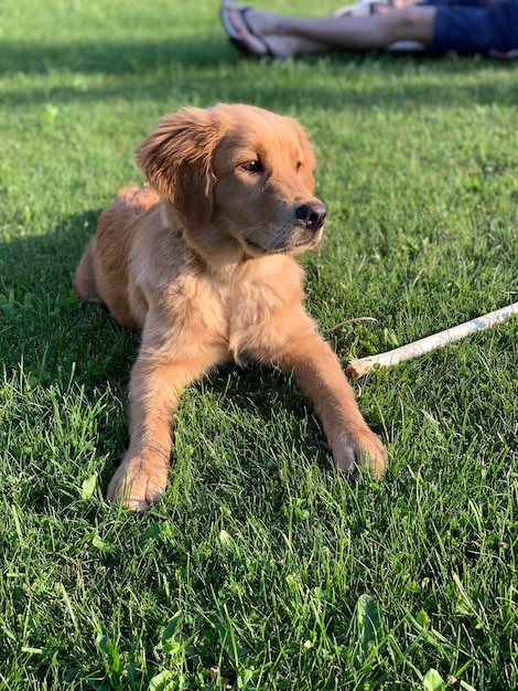 Der Hund legt den Stock beiseite und schaut in die Ferne auf dem Rasen liegend