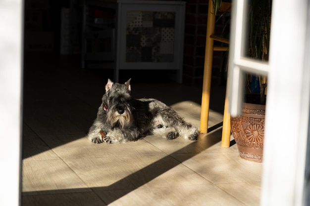 Der Hund liegt auf dem Boden und sonnt sich in der Sonne