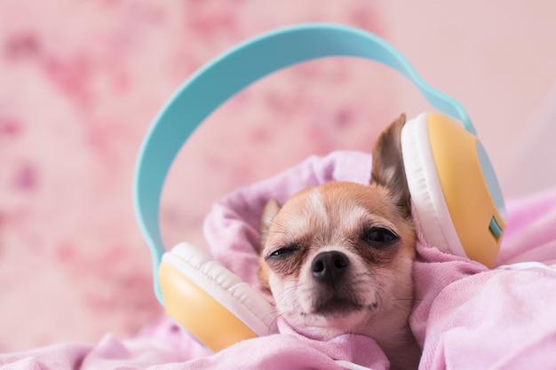 Foto der hund liegt eng in eine decke gewickelt welpe in großen kopfhörern hört musik