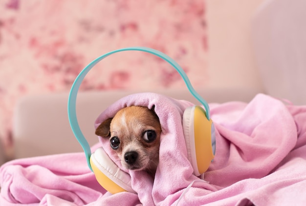 Foto der hund liegt eng in eine decke gewickelt welpe in großen kopfhörern hört musik