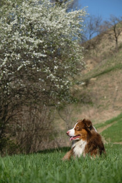 Der Hund liegt im Frühjahr auf grünem Gras neben blühendem Apfel- oder Kirschbaum