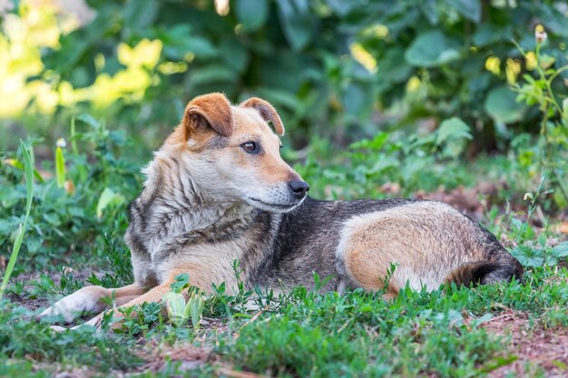 Der Hund liegt im Garten im Gras und schaut zurück