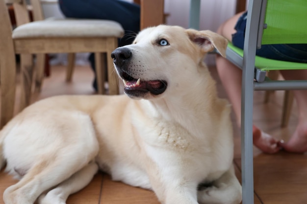 Der Hund liegt im Zimmer auf dem Boden