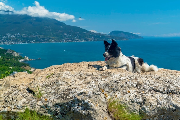 Der Hund liegt lächelnd auf einem großen Stein vor dem Hintergrund des Meeres.