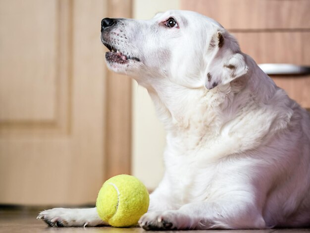 Der Hund liegt mit dem Ball auf dem Boden und wartet darauf, gespielt zu werden