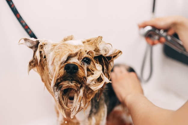 Der Hund nimmt ein hochwertiges Foto der Dusche