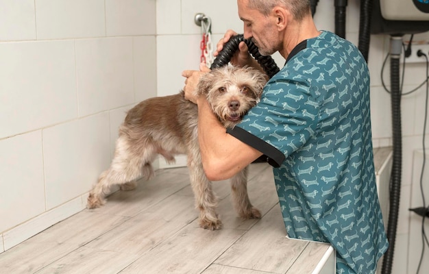 Der Hund schaut in die Kamera, während der Groomer nach dem Bad seine Haare trocknet