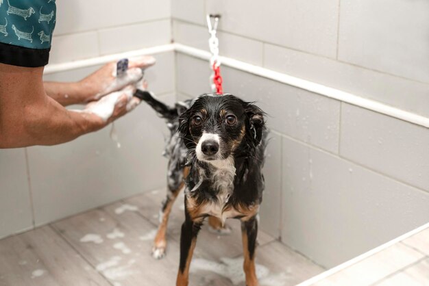 Der Hund schaut in die Kamera, während er im Pflegesalon gebadet wird