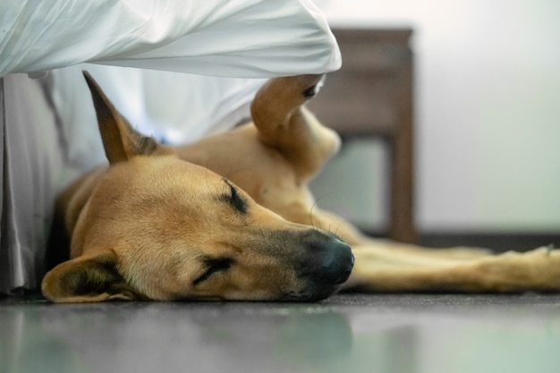 Der Hund schläft auf dem Boden und bedeckt sich mit einer Decke, eine lustige Art Situation, ungewöhnlich