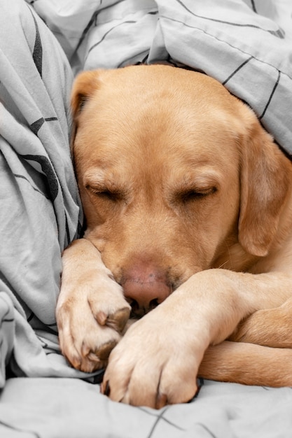 Der Hund schläft bequem im Bett.