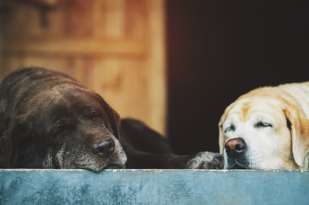 Der Hund schläft zu Hause