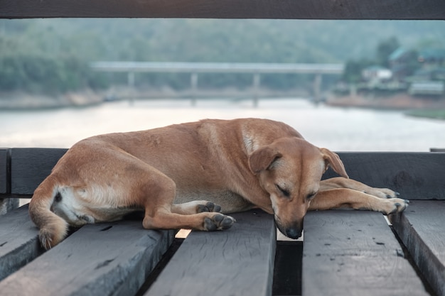 Der Hund schlief glücklich auf einer Holzbrücke