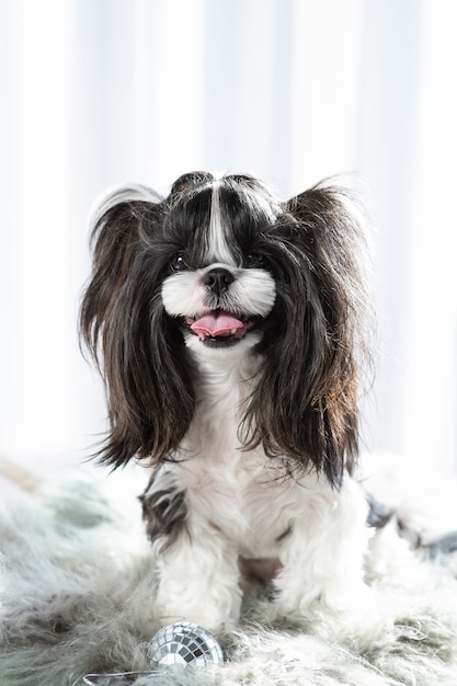 Der Hund sieht mit einem Lächeln geradeaus