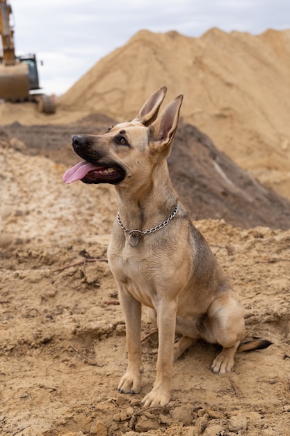 Der Hund sitzt auf einem Hintergrund von sandigen Bergen Der Hund gehorcht Befehlen