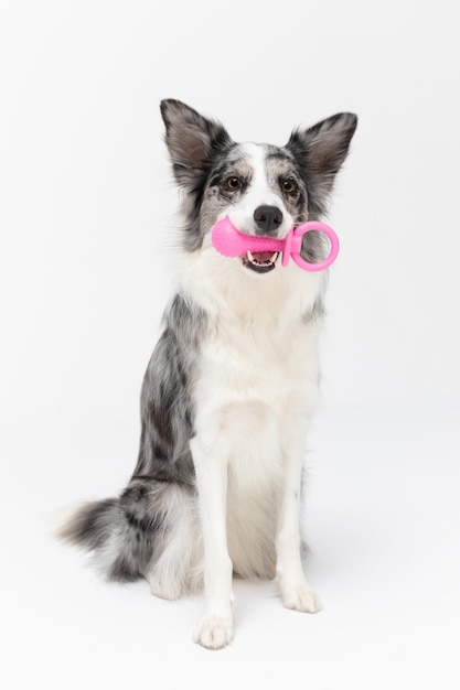 Der Hund sitzt auf seinem Arsch mit einem großen Hundesuppe in seinem Mund Border Collie Hund in Schattierungen von Weiß und Schwarz und langes und feines Haar Ein ausgezeichneter Hirtenhund