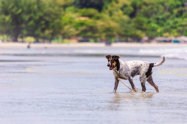 Foto der hund spielt am strand.