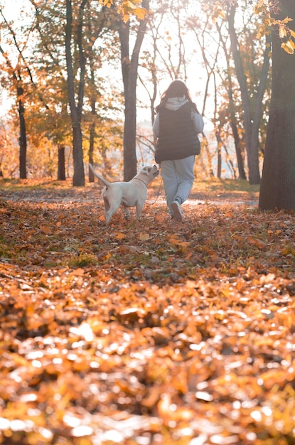 Der Hund spielt mit der Herrin im Park Nahaufnahme einer Frau in einer Jacke und eines amerikanischen Bulldoggenhundes, der zwischen den gelben Herbstblättern im Park spielt