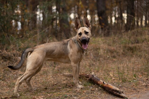 Der Hund spielt mit einem Stock im Wald