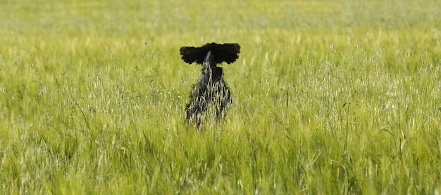 Der Hund springend auf einem Weizengebiet