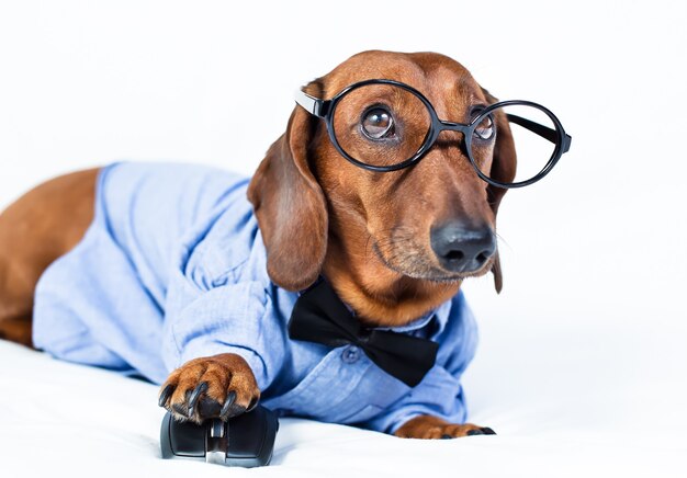 Der Hund trägt Hemd und Brille mit Computermaus