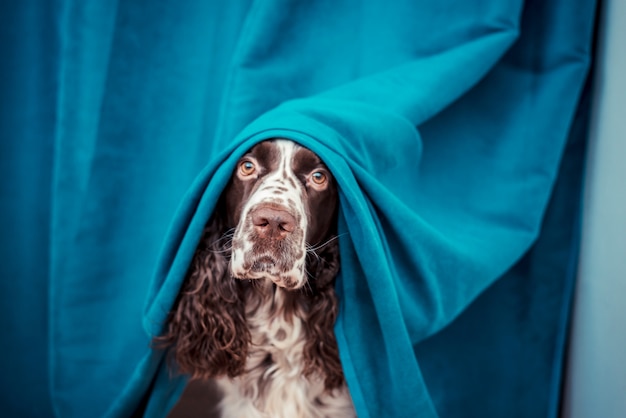 Der Hund versteckt sich hinter den Vorhängen vor dem Besitzer, weil es seine Haushaltsgegenstände ruiniert hat.