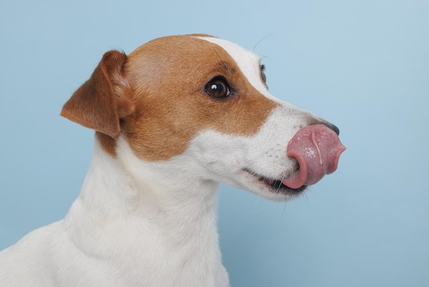 Der Hund wartet auf einen köstlichen Leckerbissen Tierpflegekonzept mit weißem Hintergrund