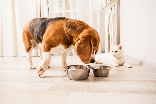 Der Hund will Essen probieren