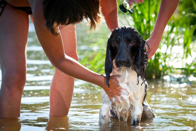 Der Hund wird im Fluss gebadet