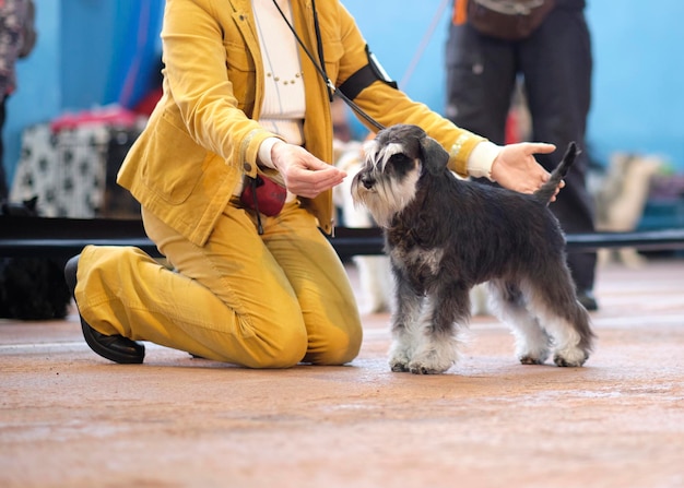 Der Hundeführer setzt einen grauweißen Schnauzer mit Hilfe einer Delikatesse für Hunde in die Raupe