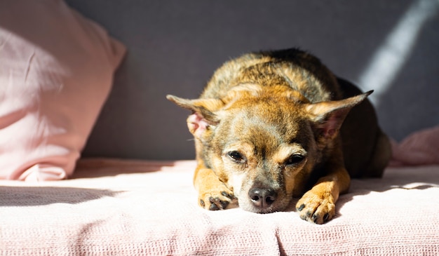 der Hundespielzeug-Terrier liegt gelangweilt auf der Couch und schaut in den Rahmen