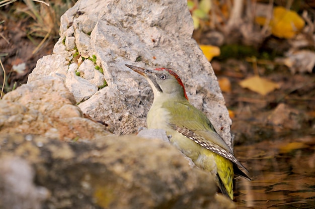 Der iberische Specht oder einfach iberischer Specht ist eine Art piciformer Vogel der Picidae