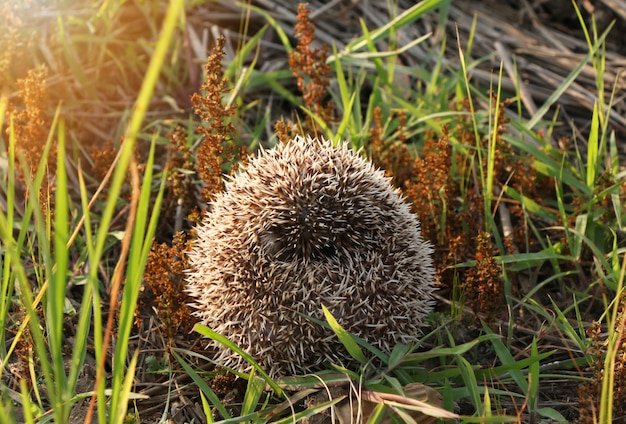 Der Igel rollte sich aus Angst zu einem Ball zusammen