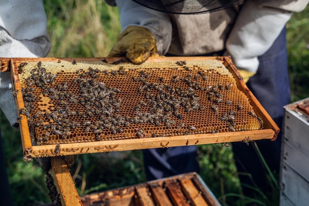 Der Imker kümmert sich um Honigstockungen voller Honig in einem schützenden Imkeranzug in der Bienenhalle.