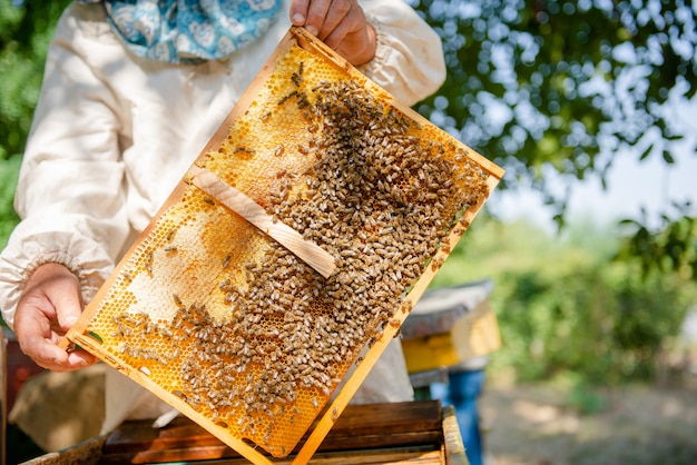 Der Imker überprüft den Bienenstock. Sieht Bienen in der Sonne an.