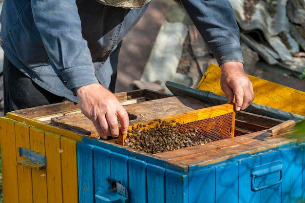 Der Imker untersucht Bienen in Waben. In den Händen einer Honigwabe mit Honig.